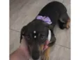 Penélope