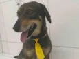 Totoin