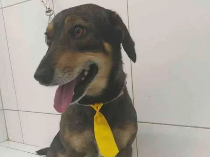 Cachorro ra a SRD-ViraLata idade 4 anos nome Totoin