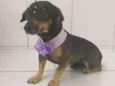 Penélope 