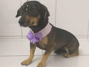 Cachorro raça SRD-ViraLata idade 3 anos nome Penélope 