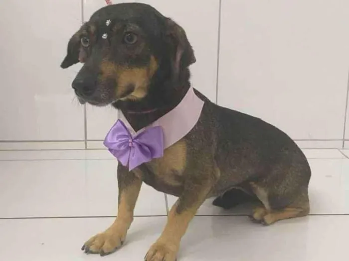Cachorro ra a SRD-ViraLata idade 3 anos nome Penélope 