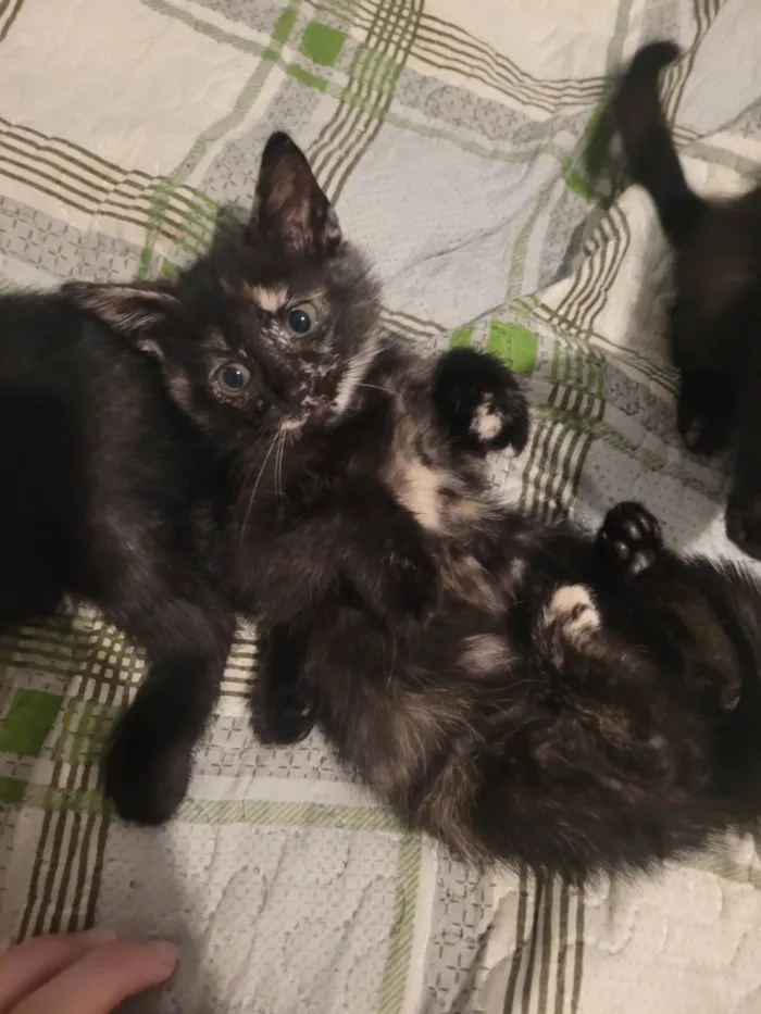 Gato raça SRD-ViraLata idade 2 a 6 meses nome Sem nome