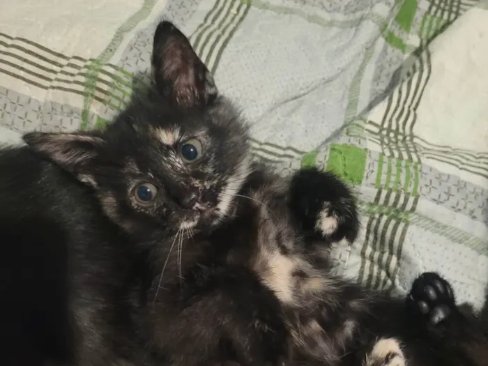 Gato raça SRD-ViraLata idade 2 a 6 meses nome Sem nome