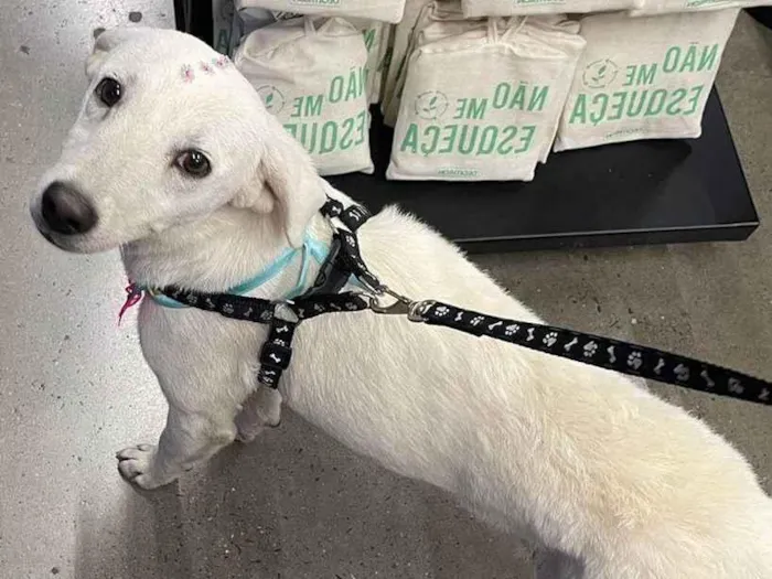 Cachorro ra a SRD-ViraLata idade 1 ano nome Branquinha