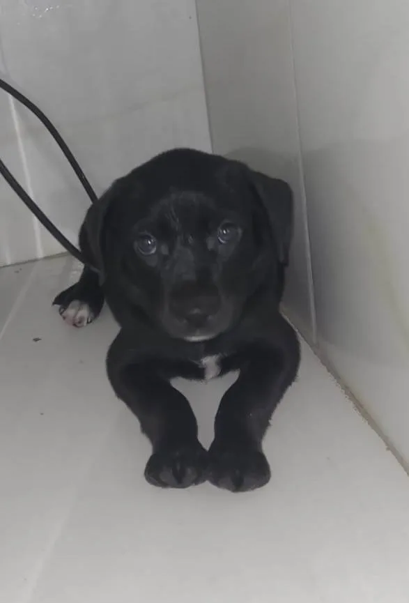 Cachorro ra a SRD-ViraLata idade 2 a 6 meses nome Cacau