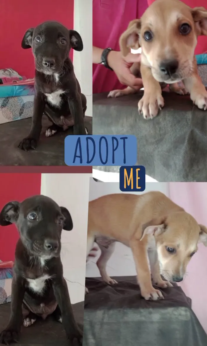 Cachorro ra a Pharaoh hound idade 2 a 6 meses nome Sem nome
