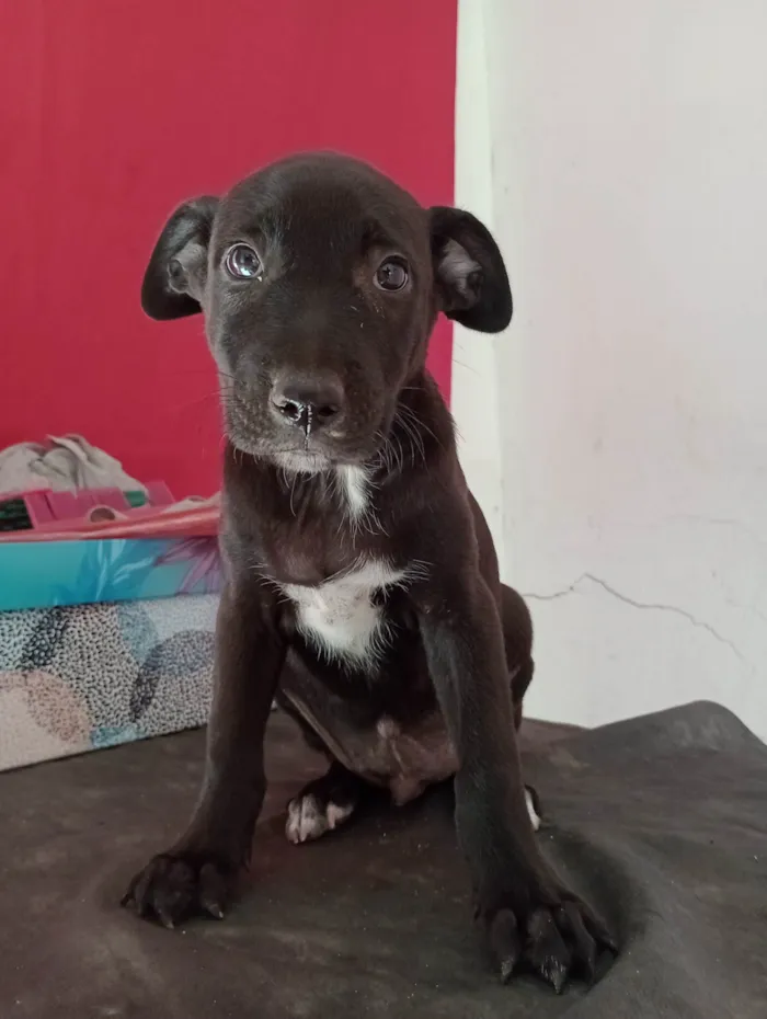 Cachorro ra a Pharaoh hound idade 2 a 6 meses nome Sem nome