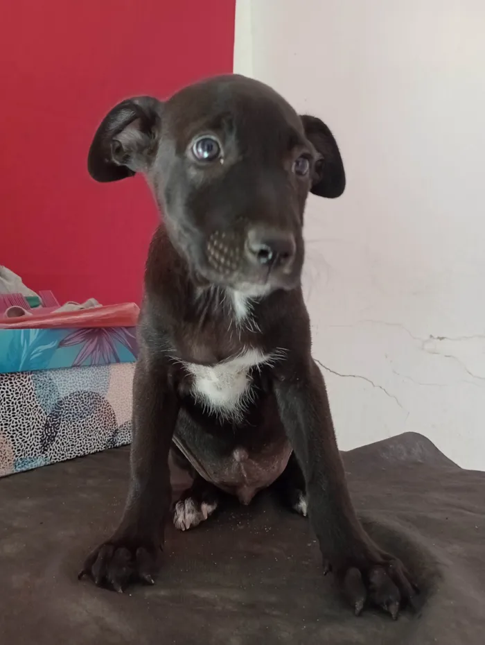 Cachorro ra a Pharaoh hound idade 2 a 6 meses nome Sem nome