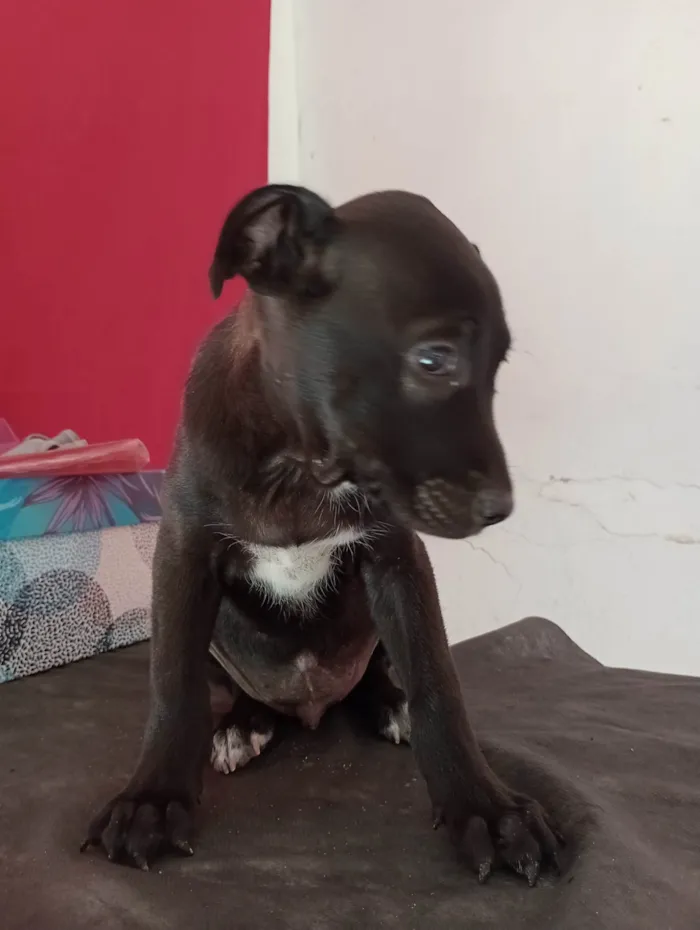 Cachorro ra a Pharaoh hound idade 2 a 6 meses nome Sem nome