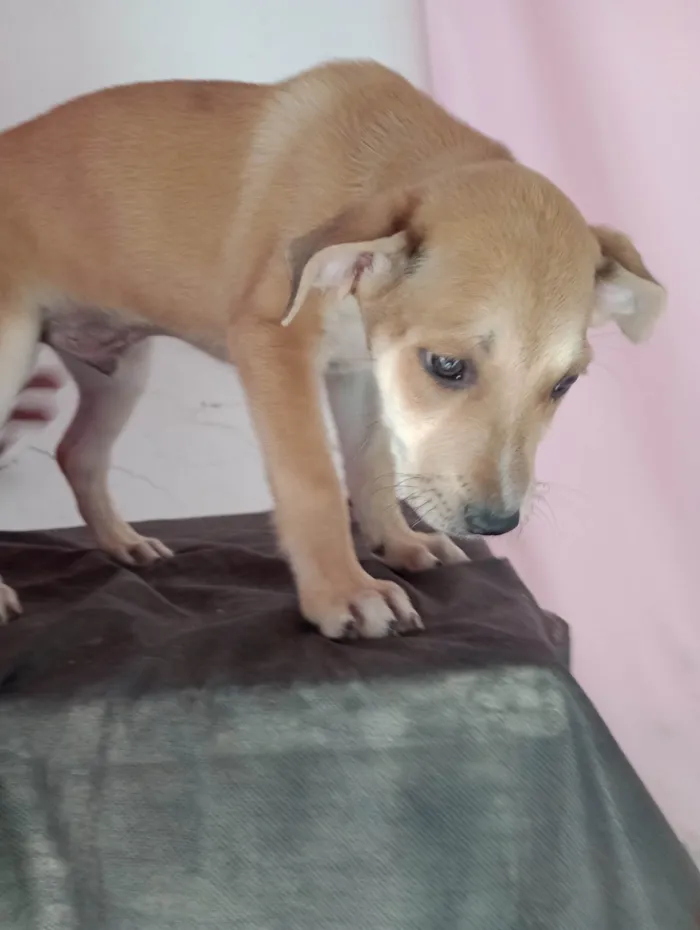 Cachorro ra a Pharaoh hound idade 2 a 6 meses nome Sem nome ainda