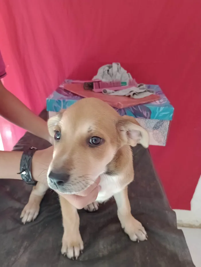 Cachorro ra a Pharaoh hound idade 2 a 6 meses nome Sem nome ainda