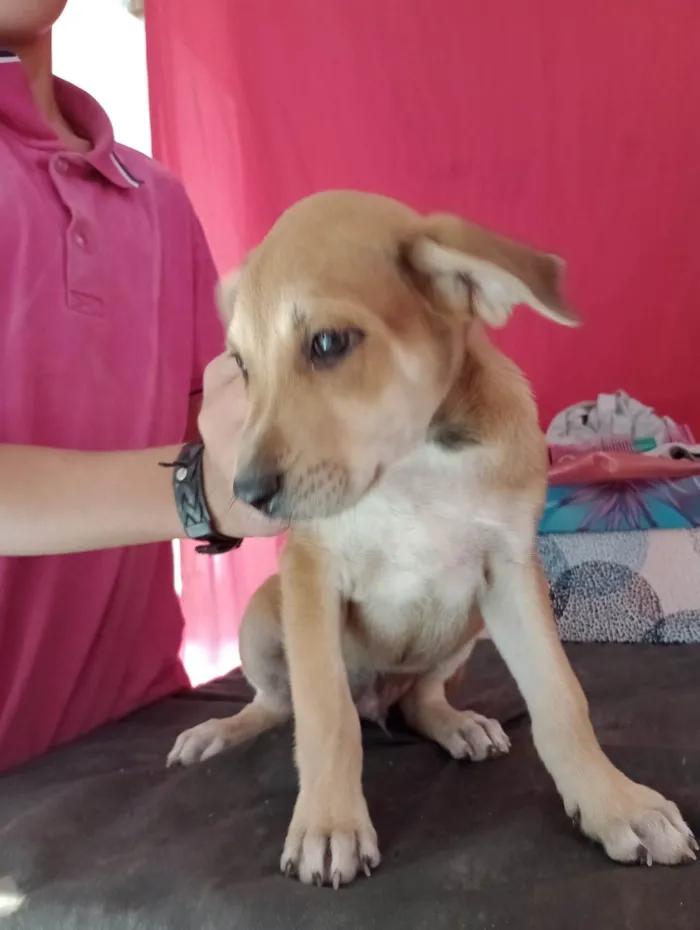 Cachorro ra a Pharaoh hound idade 2 a 6 meses nome Sem nome ainda