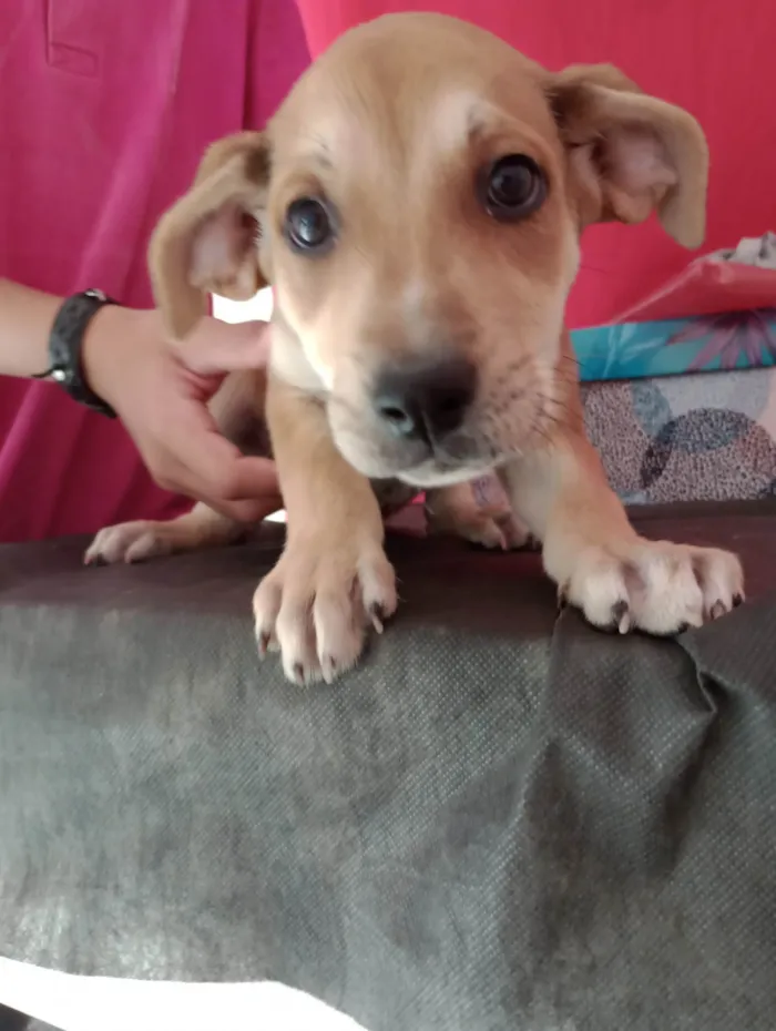Cachorro ra a Pharaoh hound idade 2 a 6 meses nome Sem nome ainda