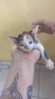 Não sei, são 4 gatos filhotes e 1 fêmea mãe de todos 4