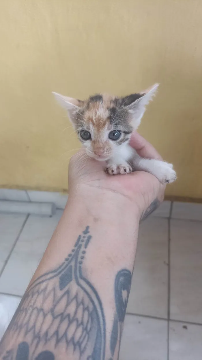 Gato ra a SRD-ViraLata idade 2 a 6 meses nome Não sei, são 4 gatos filhotes e 1 fêmea mãe de todos 4