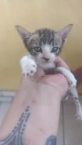 Não sei, são 4 gatos filhotes e 1 fêmea mãe de todos 4