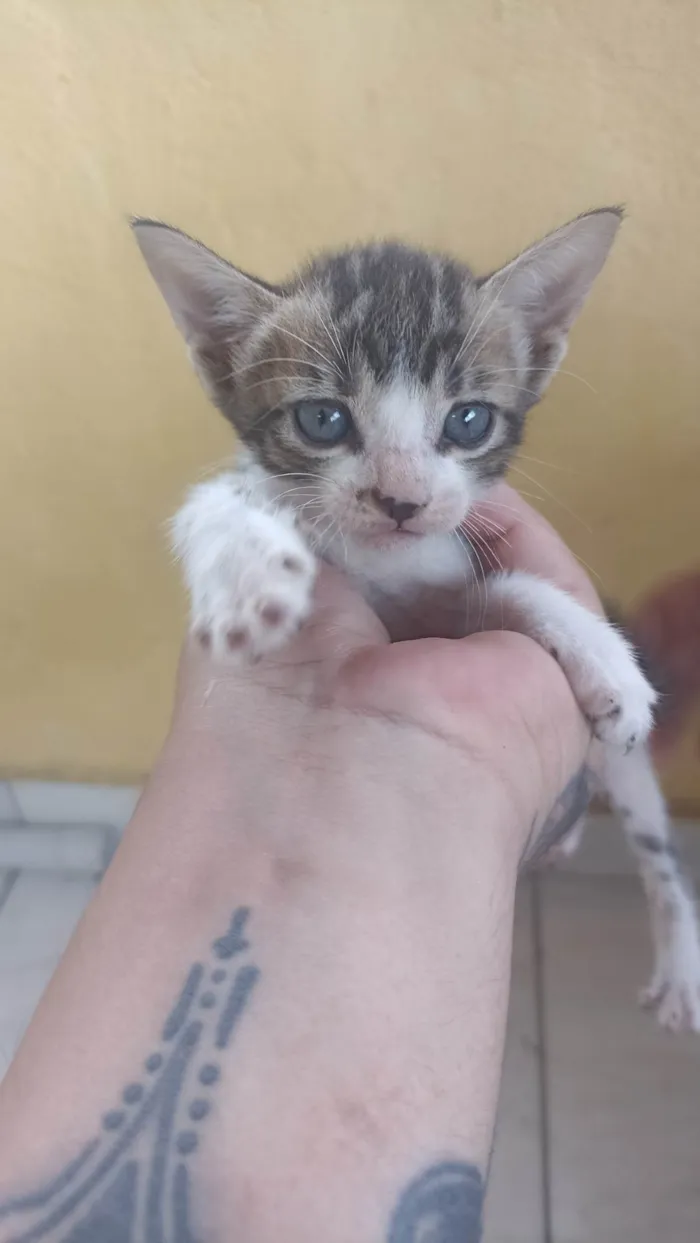 Gato ra a SRD-ViraLata idade 2 a 6 meses nome Não sei, são 4 gatos filhotes e 1 fêmea mãe de todos 4