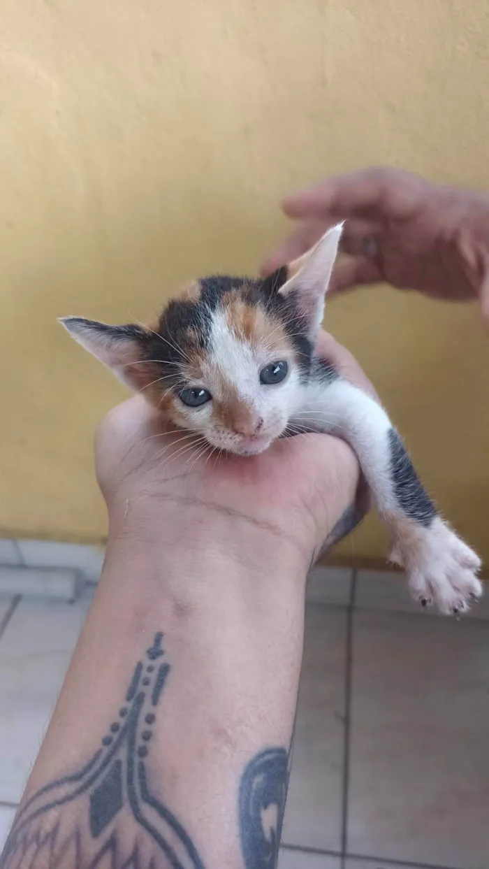 Gato ra a SRD-ViraLata idade 2 a 6 meses nome Não sei, são 4 gatos filhotes e 1 fêmea mãe de todos 4