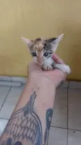 Não sei, são 4 gatos filhotes e 1 fêmea mãe de todos 4