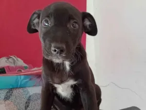Cachorro raça Pharaoh hound idade 2 a 6 meses nome Sem nome