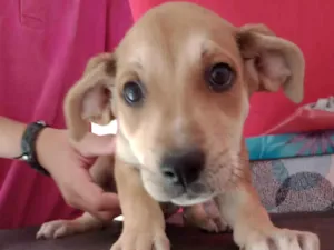 Cachorro raça Pharaoh hound idade 2 a 6 meses nome Sem nome ainda