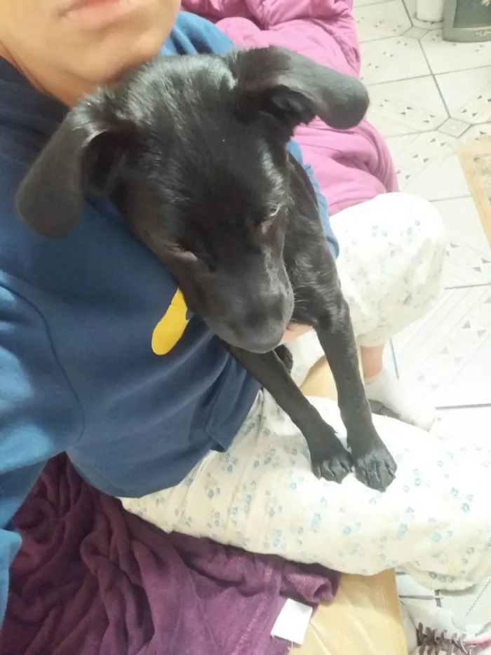 Cachorro ra a SRD-ViraLata idade 1 ano nome Anúbis 