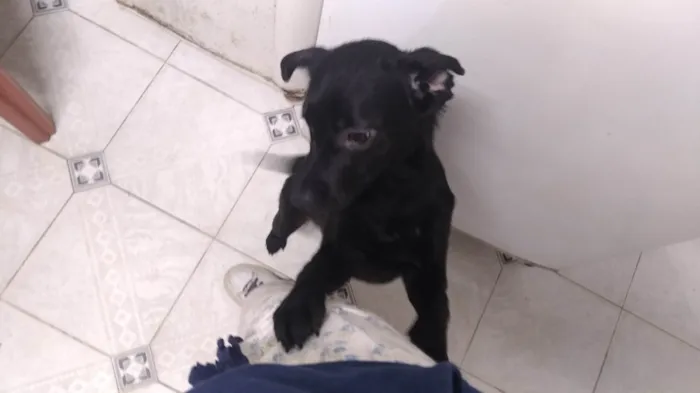 Cachorro ra a SRD-ViraLata idade 1 ano nome Anúbis 