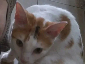 Gato raça SRD-ViraLata idade 1 ano nome LINA