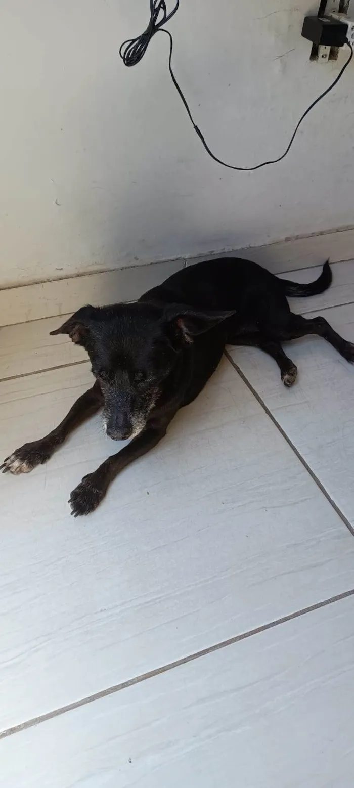 Cachorro ra a SRD-ViraLata idade 6 ou mais anos nome Luna 