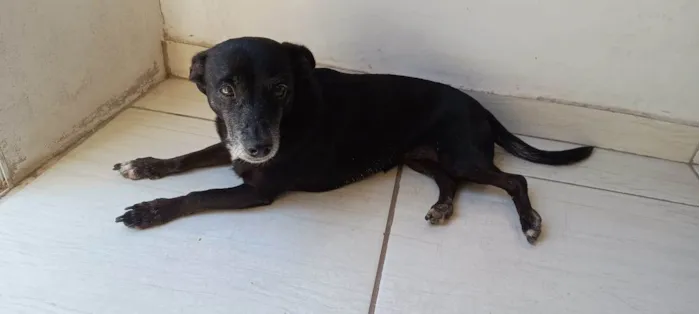 Cachorro ra a SRD-ViraLata idade 6 ou mais anos nome Luna 