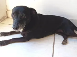 Cachorro raça SRD-ViraLata idade 6 ou mais anos nome Luna 