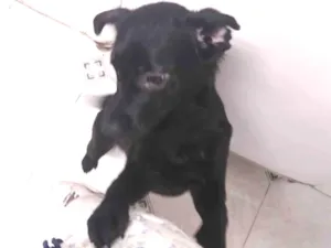 Cachorro raça SRD-ViraLata idade 1 ano nome Anúbis 