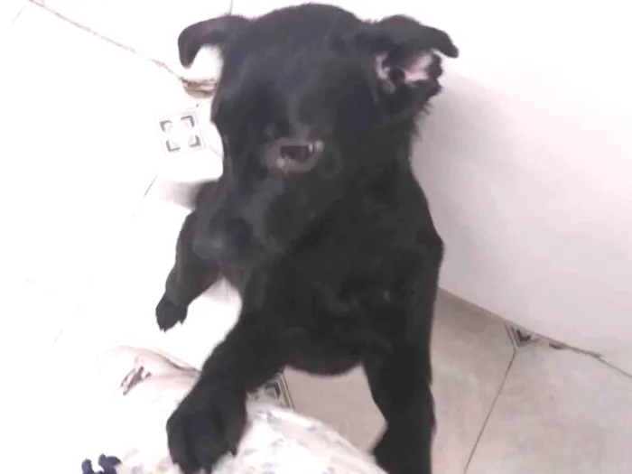 Cachorro ra a SRD-ViraLata idade 1 ano nome Anúbis 