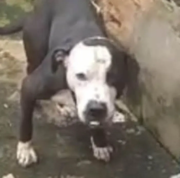 Cachorro ra a Pit-Bull idade 1 ano nome Thor 