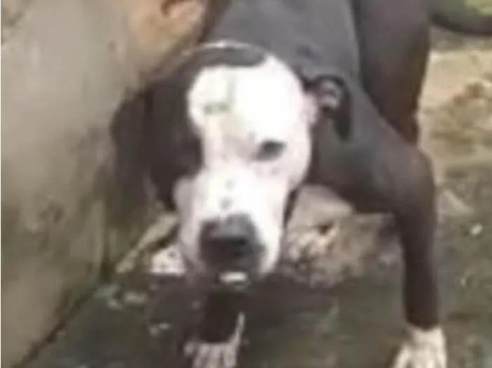 Cachorro ra a Pit-Bull idade 1 ano nome Thor 