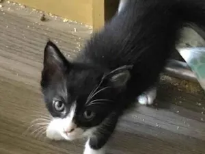 Gato raça SRD-ViraLata idade 2 a 6 meses nome JULIAH