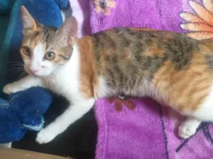 Gato raça SRD-ViraLata idade 2 a 6 meses nome SONY