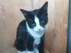 Gato raça SRD-ViraLata idade 2 a 6 meses nome MOLY
