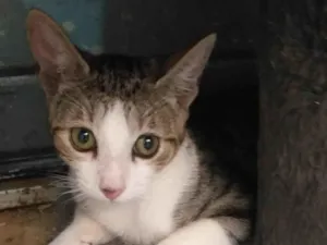 Gato raça SRD-ViraLata idade 2 a 6 meses nome KEITH