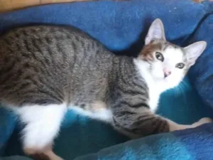 Gato raça SRD-ViraLata idade 2 a 6 meses nome PEPÊ