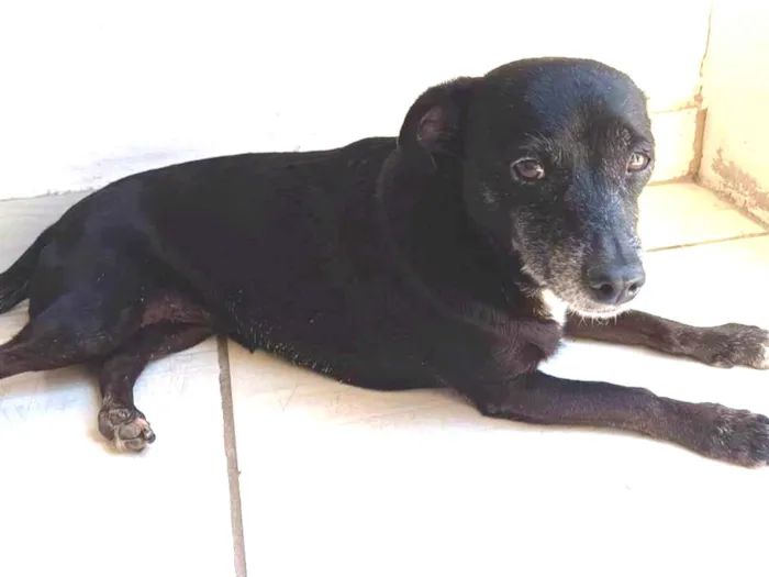 Cachorro ra a SRD-ViraLata idade 6 ou mais anos nome Luna 