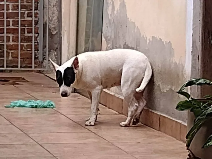 Cachorro ra a SRD-ViraLata idade 3 anos nome Tica