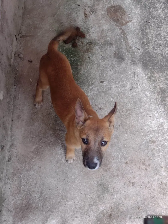 Cachorro ra a SRD-ViraLata idade 2 a 6 meses nome Tico