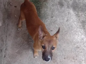 Cachorro raça SRD-ViraLata idade 2 a 6 meses nome Tico