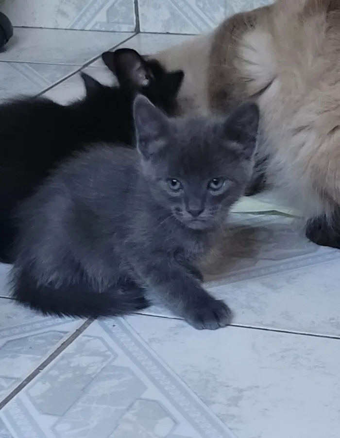 Gato ra a SRD-ViraLata idade Abaixo de 2 meses nome Sem nome (ainda)