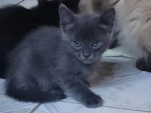 Gato raça SRD-ViraLata idade Abaixo de 2 meses nome Sem nome (ainda)