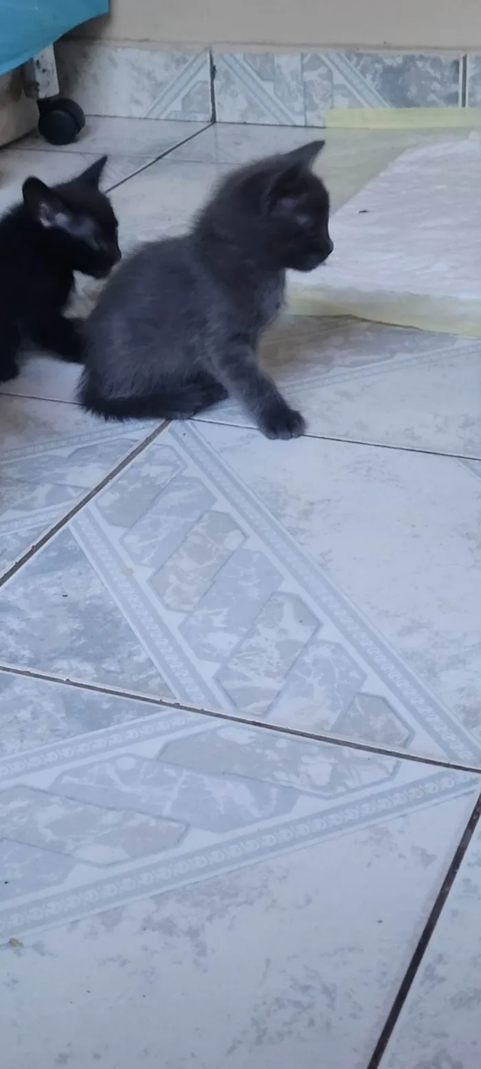 Gato ra a SRD-ViraLata idade Abaixo de 2 meses nome Sem nome (ainda)