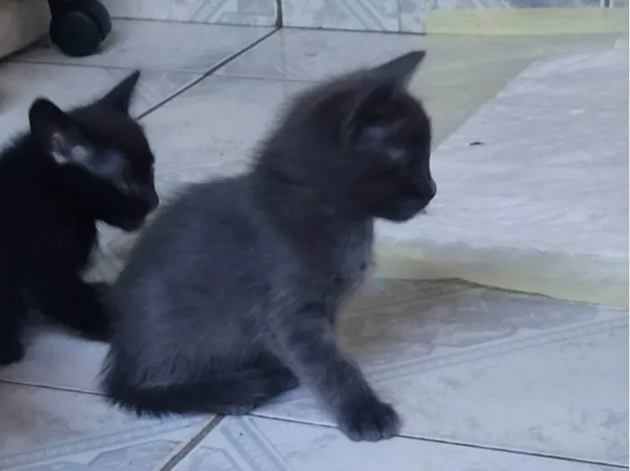 Gato ra a SRD-ViraLata idade Abaixo de 2 meses nome Sem nome (ainda)