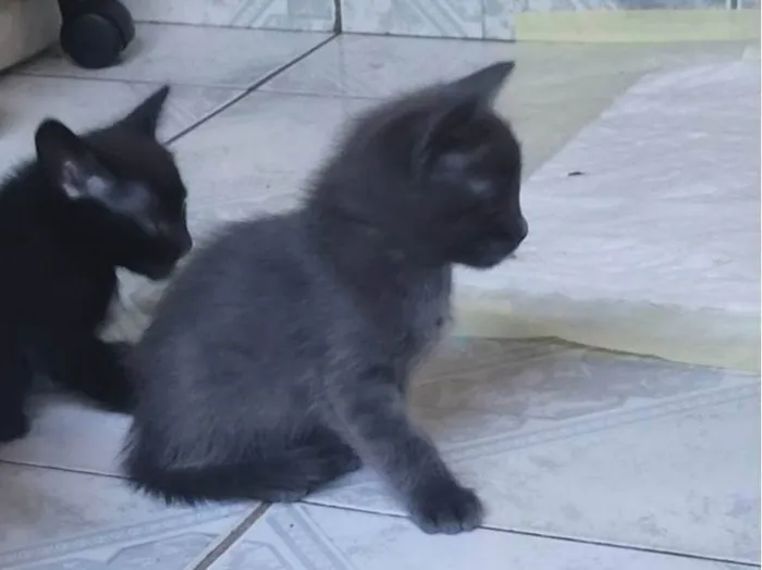 Gato ra a SRD-ViraLata idade Abaixo de 2 meses nome Sem nome (ainda)